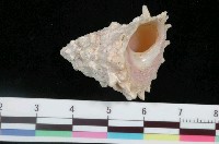 藏品(白星螺)的圖片